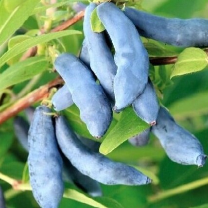 Жимолость плодовая Нимфа v5 Tim 