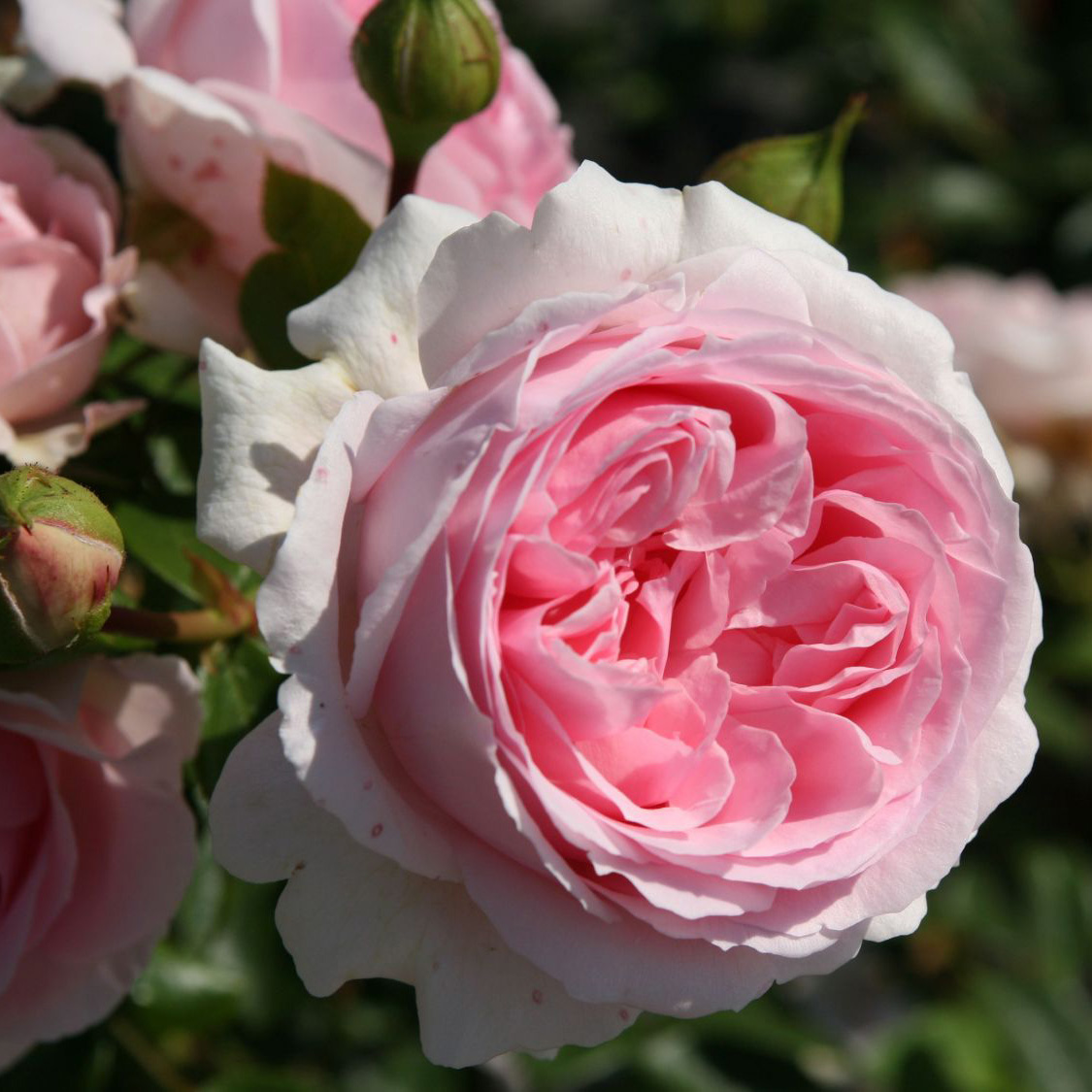 Роза шраб Виленспил v5 Dem 