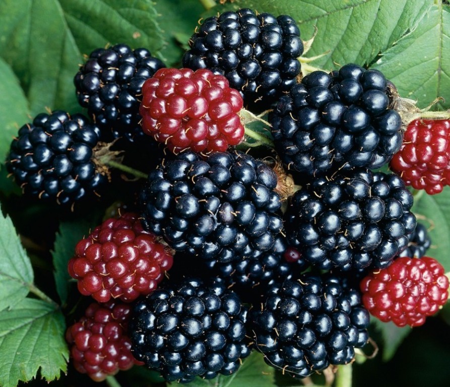 Ежевика Рубен v2 Lav 