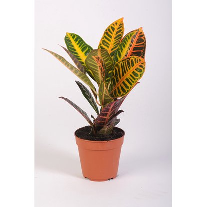 Кодиеум Петра 3ст d12 h35 