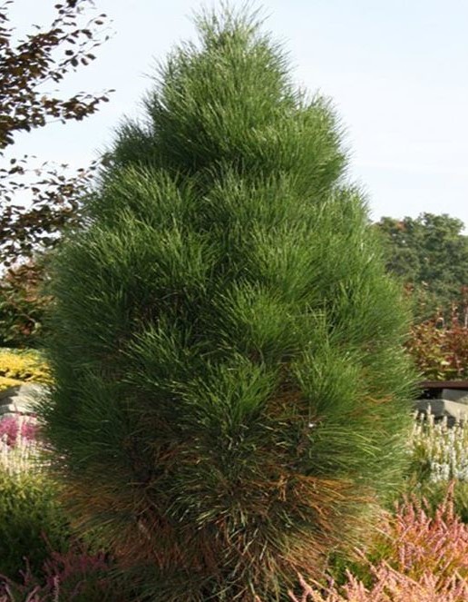 Сосна черная Пирамидалис v5 60-80 