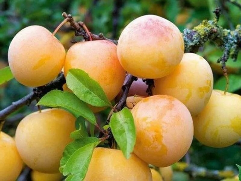 Слива Ренклод колхозный v7 100-140 Tim по цене  Слива Ренклод колхозный v7 100-140 Tim