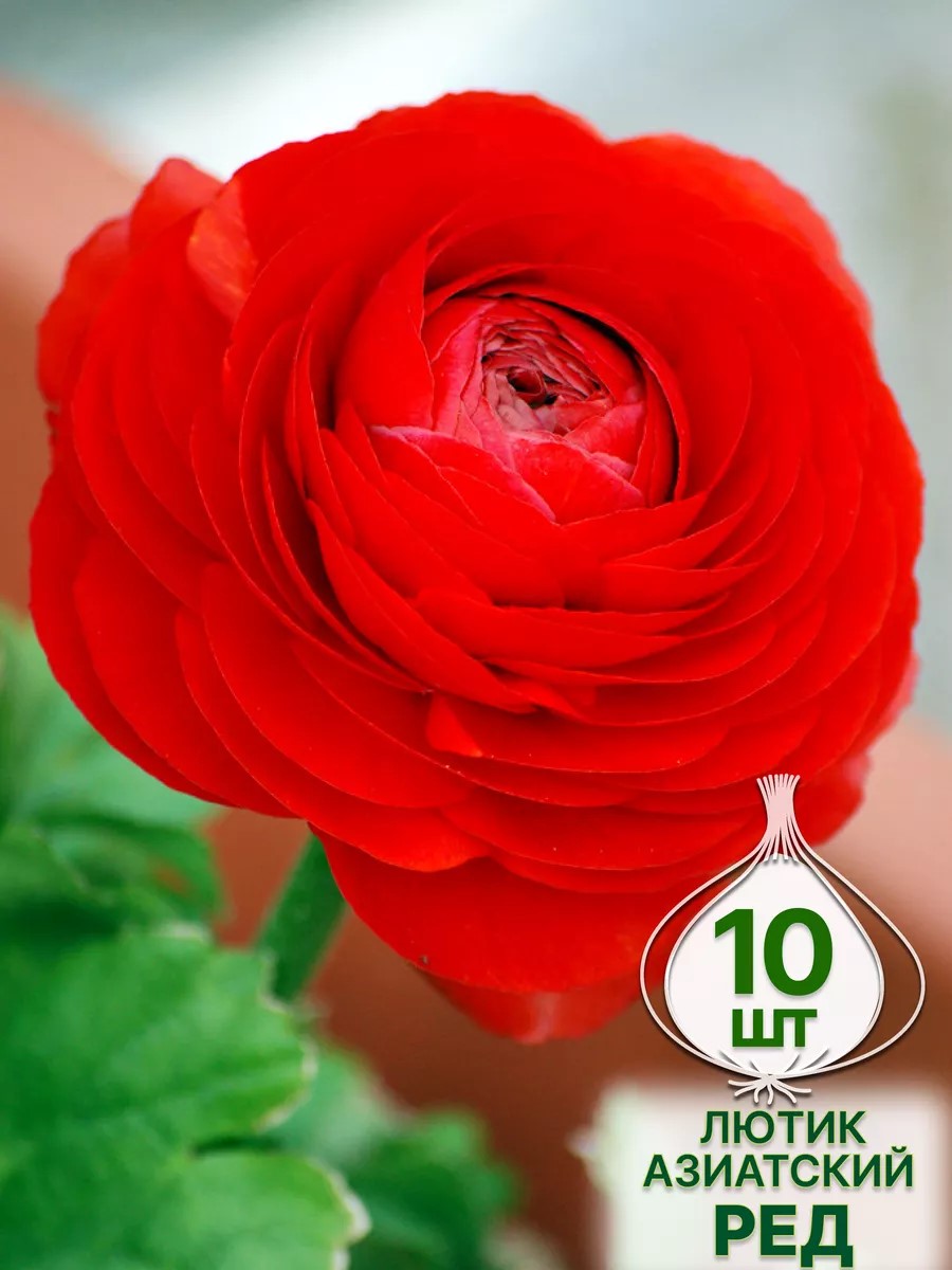 Луковица Лютик азиатский Ред 10шт. Поиск 