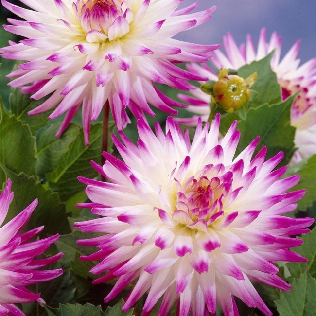 Клубень Георгина Хелли Джейн (I), 1шт/уп 