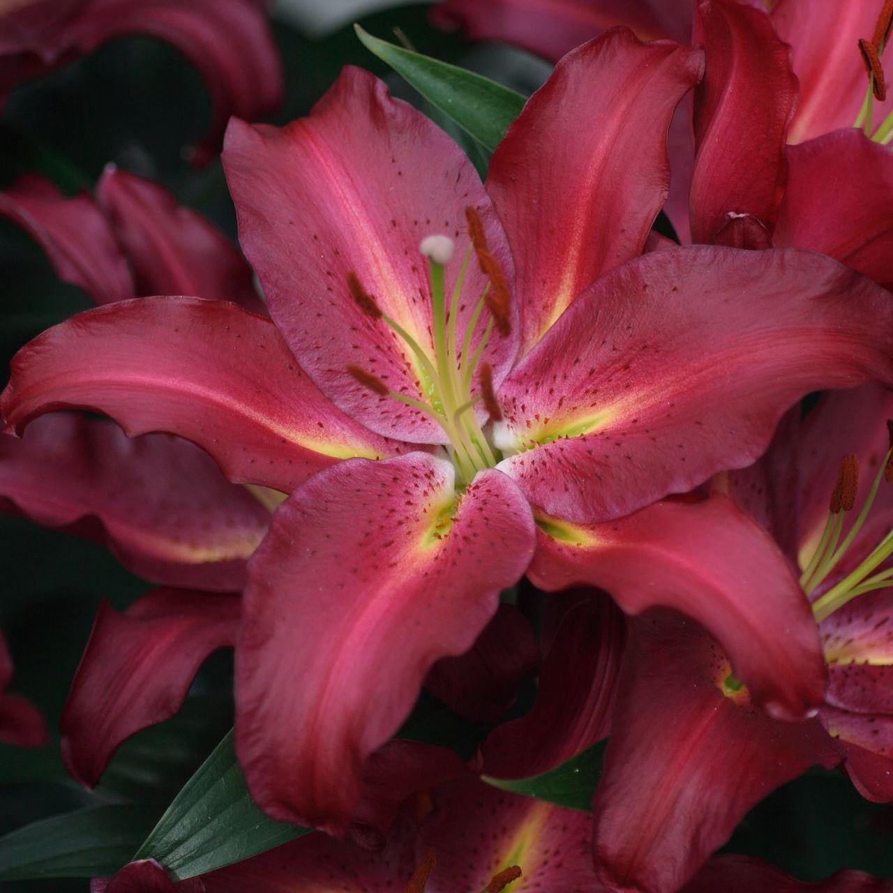 Лилия восточная Гран Туризмо d 10 Tim 