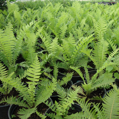 Корневище Папоротники Страусник обыкновенный I 1шт Поиск 