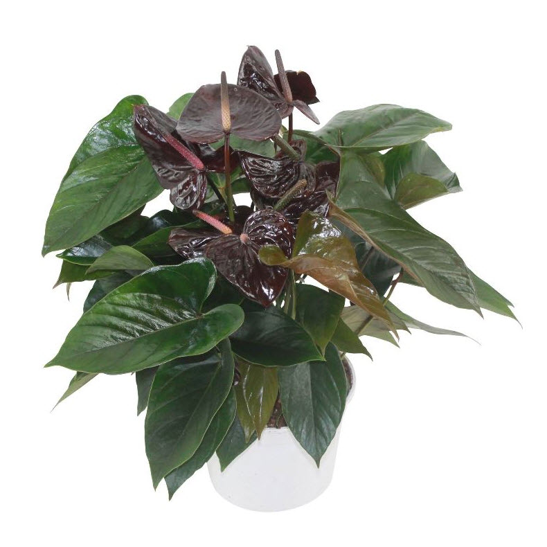 Антуриум Андреанум Блэк Париж d14 h50 