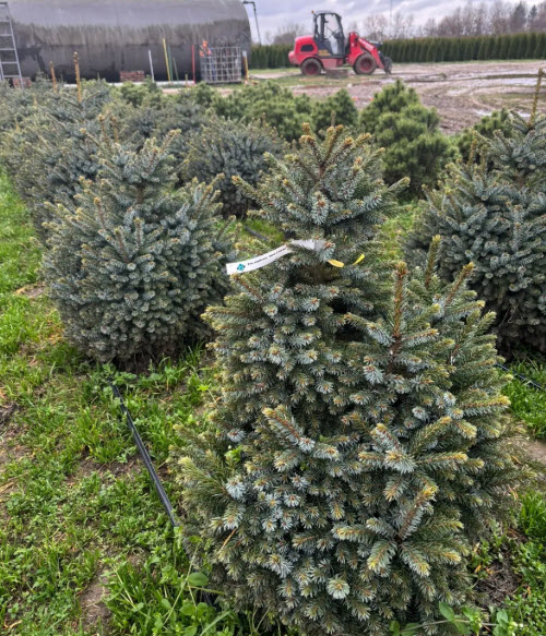Ель сербская Нана 40-60см с20 Nik 