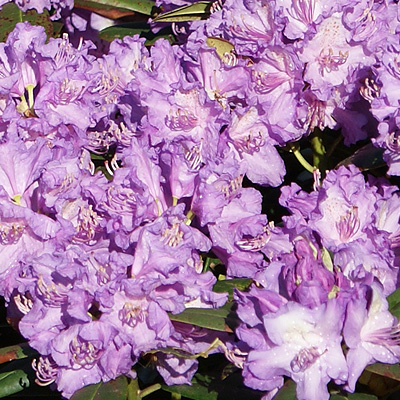 Рододендрон гибридный Альфред С5 