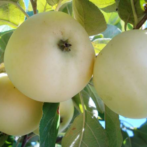 Яблоня Белый налив v5 ХР 