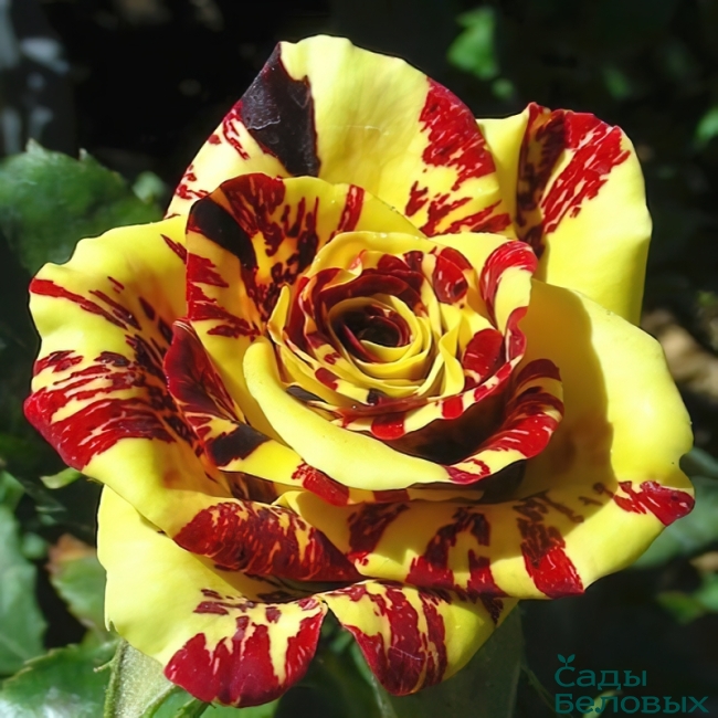 Роза флорибунда Симсалабим в коробке АФ 