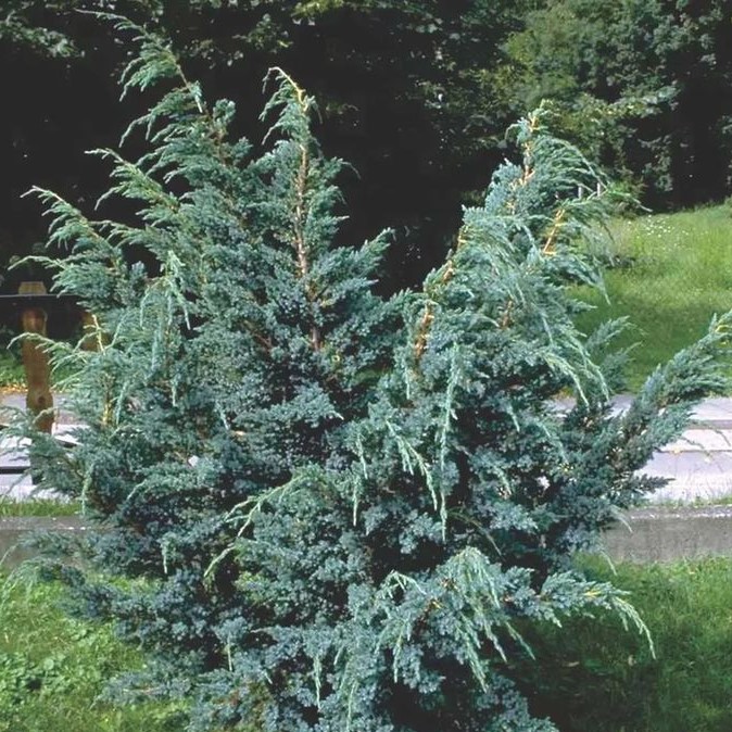 Можжевельник чешуйчатый Мейери v5 120-140 Bor 