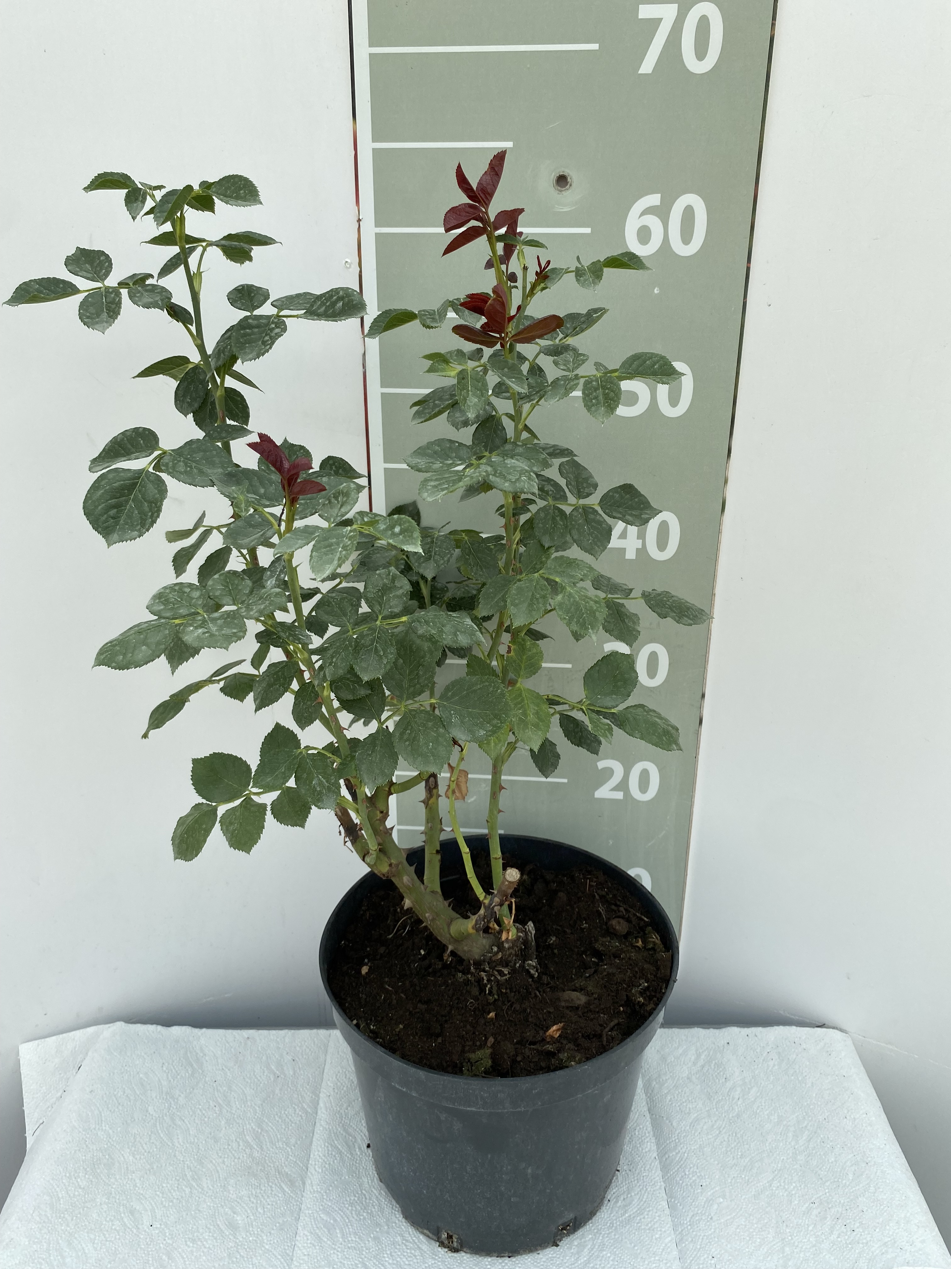 Роза флорибунда Илиос v5 Lav 