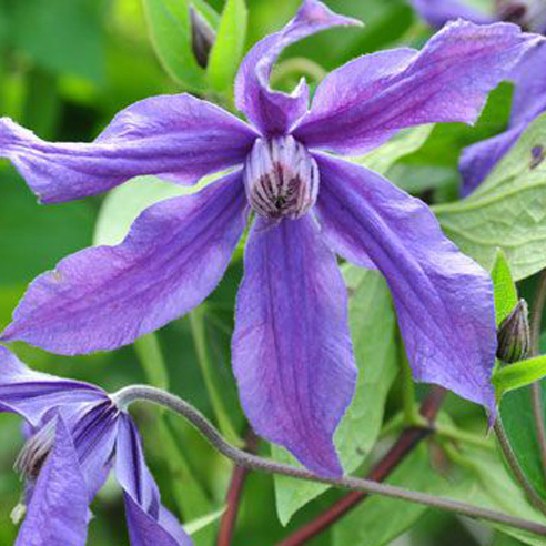 Клематис Сизая птица v2 CL 