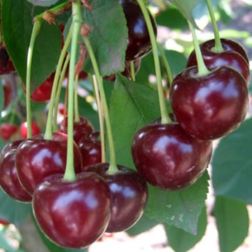 Вишня Харитоновская С7,5 100-140 ЦО 