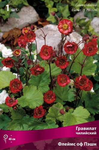 Корневище Гравилат чилийский Флеймс оф Пэшн I 1шт Поиск 