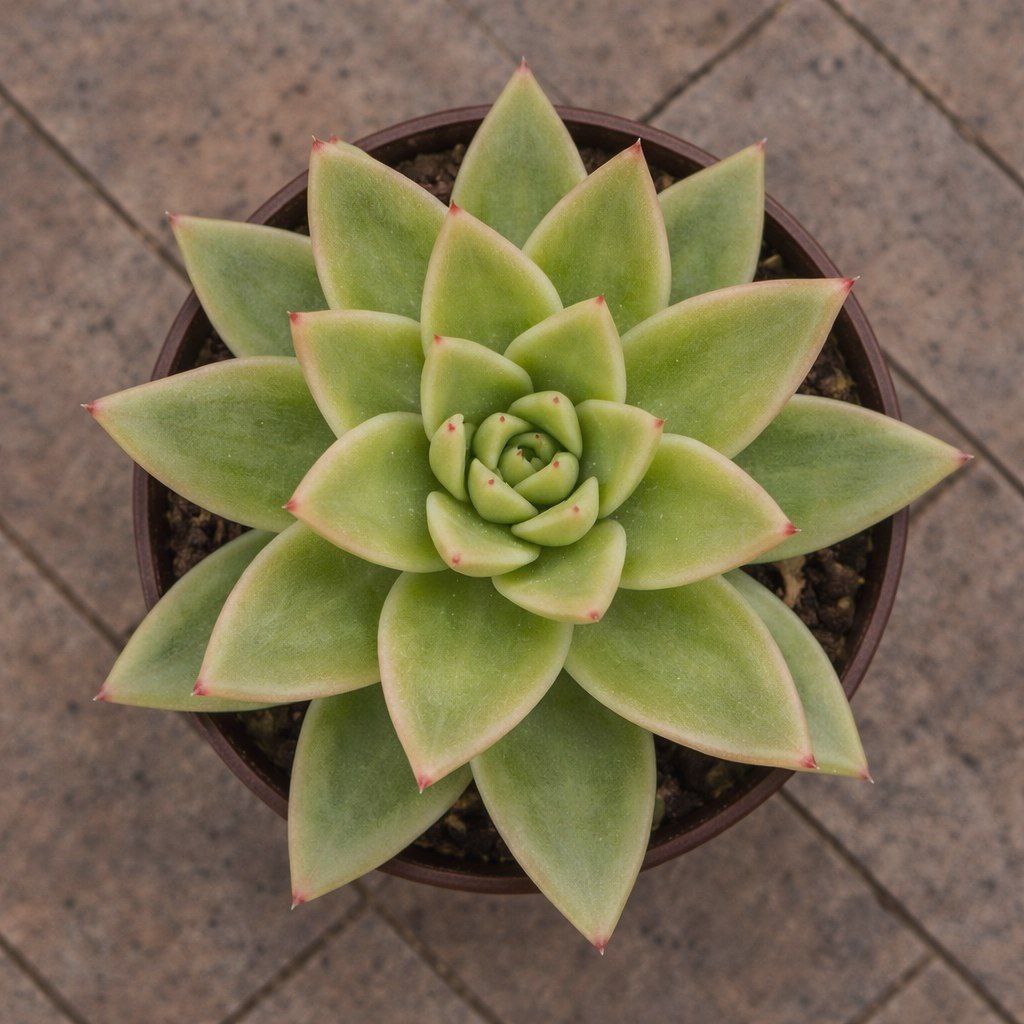 Эхеверия Агавоидес Поинт Вайт d12 h16 