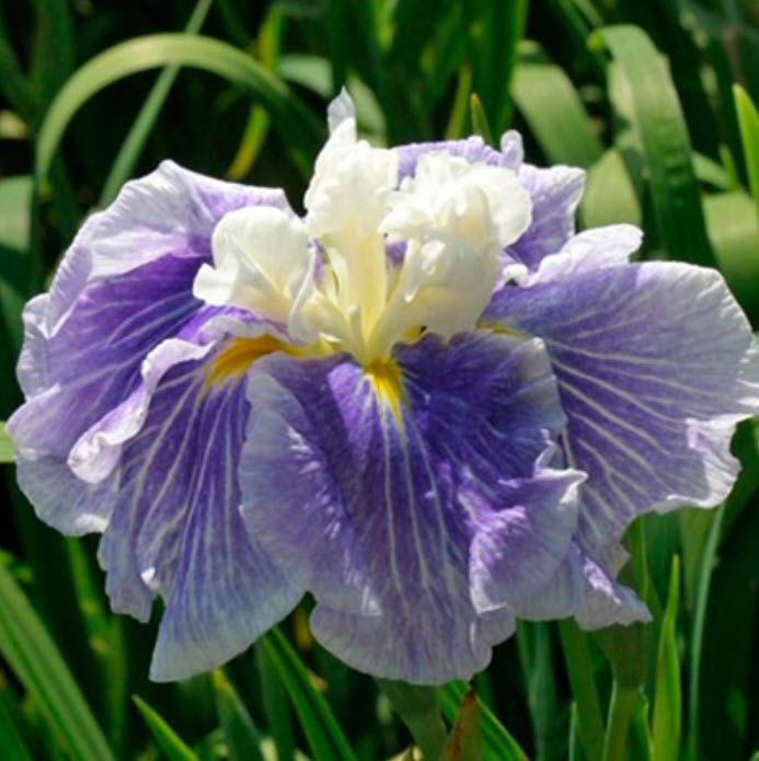 Корневище Ирис японский Шугар Доум 1шт. Поиск 