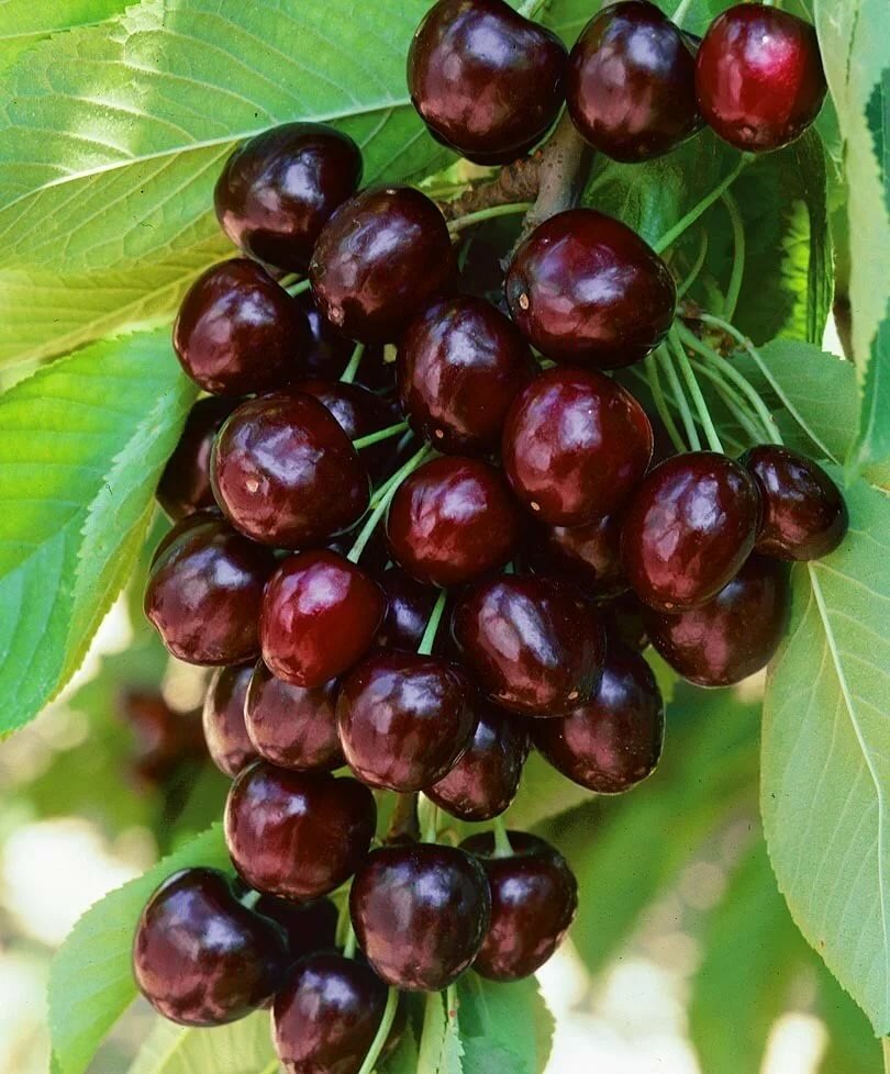 Дюк Ночка v7,5 100-140 ЦО 