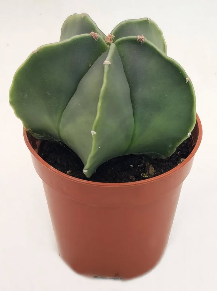 Астрофитум Мириостигма Нудум d5 h8 