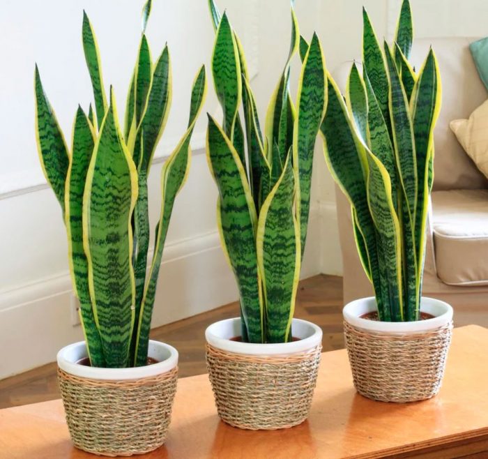 Сансеверия d12 ЕТК