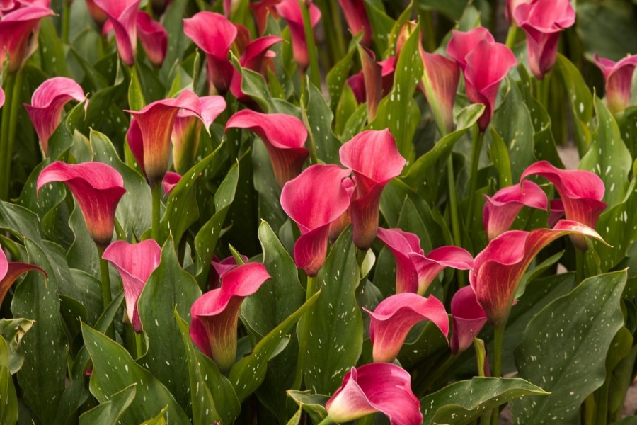 Клубень Калла Аллюр  14/16 1 шт Поиск 