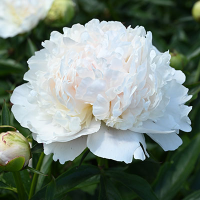 Кореневище Пион молочноцветковый Бразер Чак 1шт Поиск 