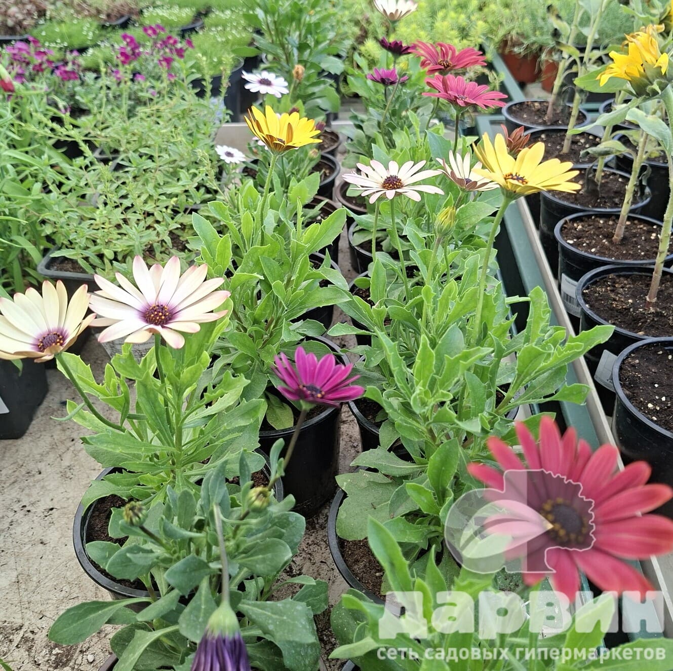 Остеоспермум d12 Tim 