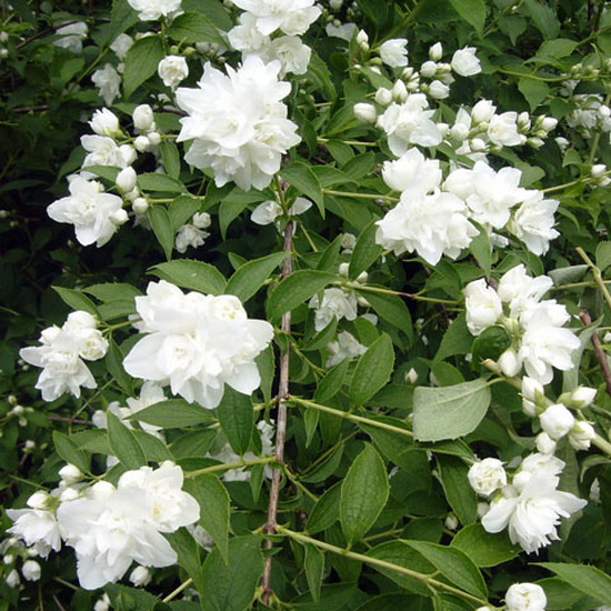 Чубушник Глетчер c2 h15-20 Tum 