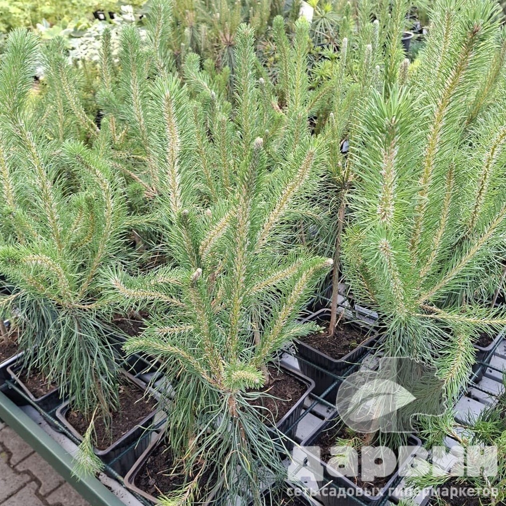 Сосна обыкновенная v2 Lav 