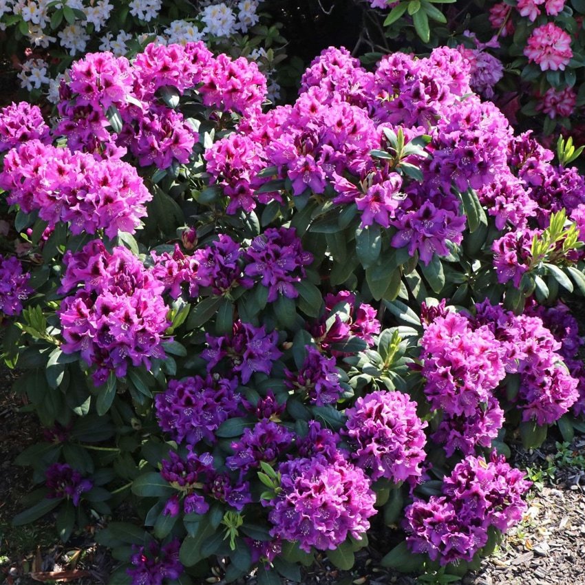 Рододендрон гибридный Распутин c5 