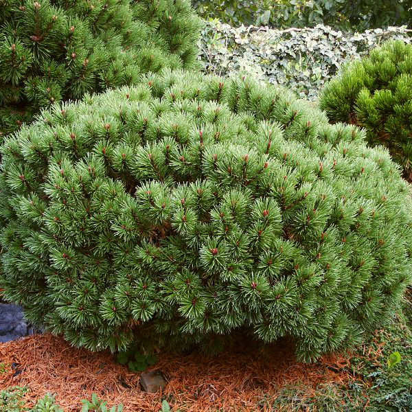 Сосна горная крючковатая v2 Tim 