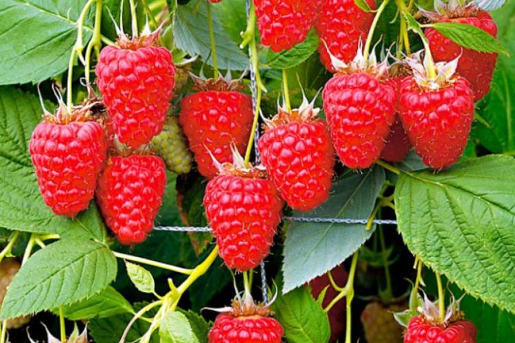 Малина ремонтантная Жар-Птица красная v1 Tim по цене  Малина ремонтантная Жар-Птица красная v1 Tim