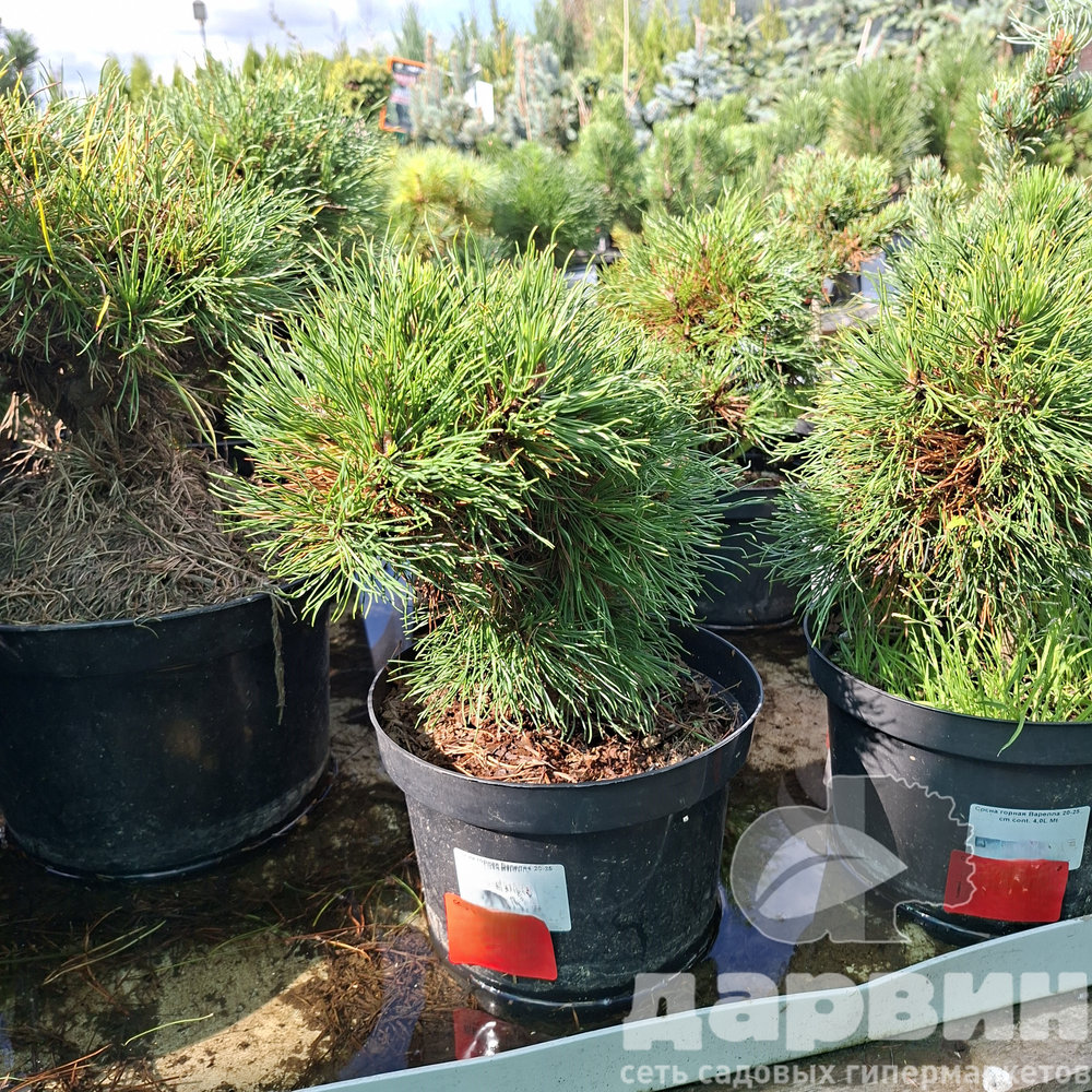 Сосна горная Варелла 20-25 cm cont. 4,0L Mt 