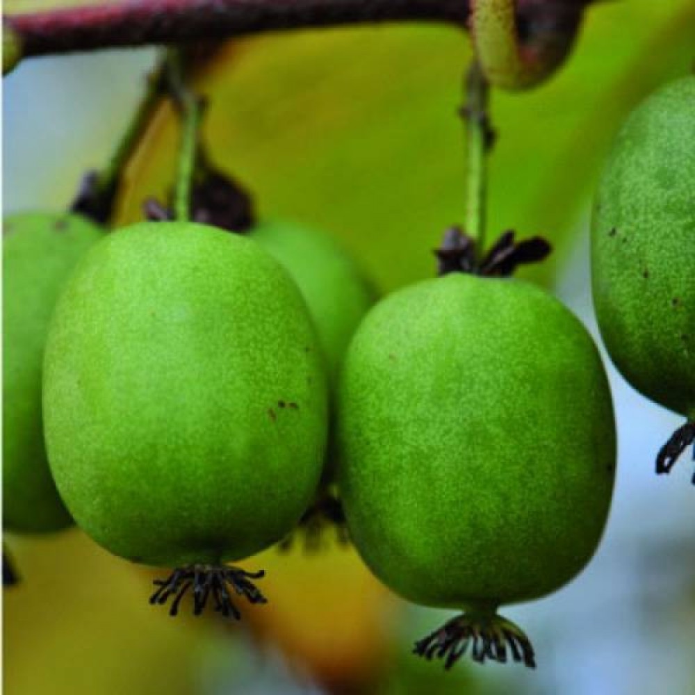 Актинидия аргута Кокува v2-3 Tim 