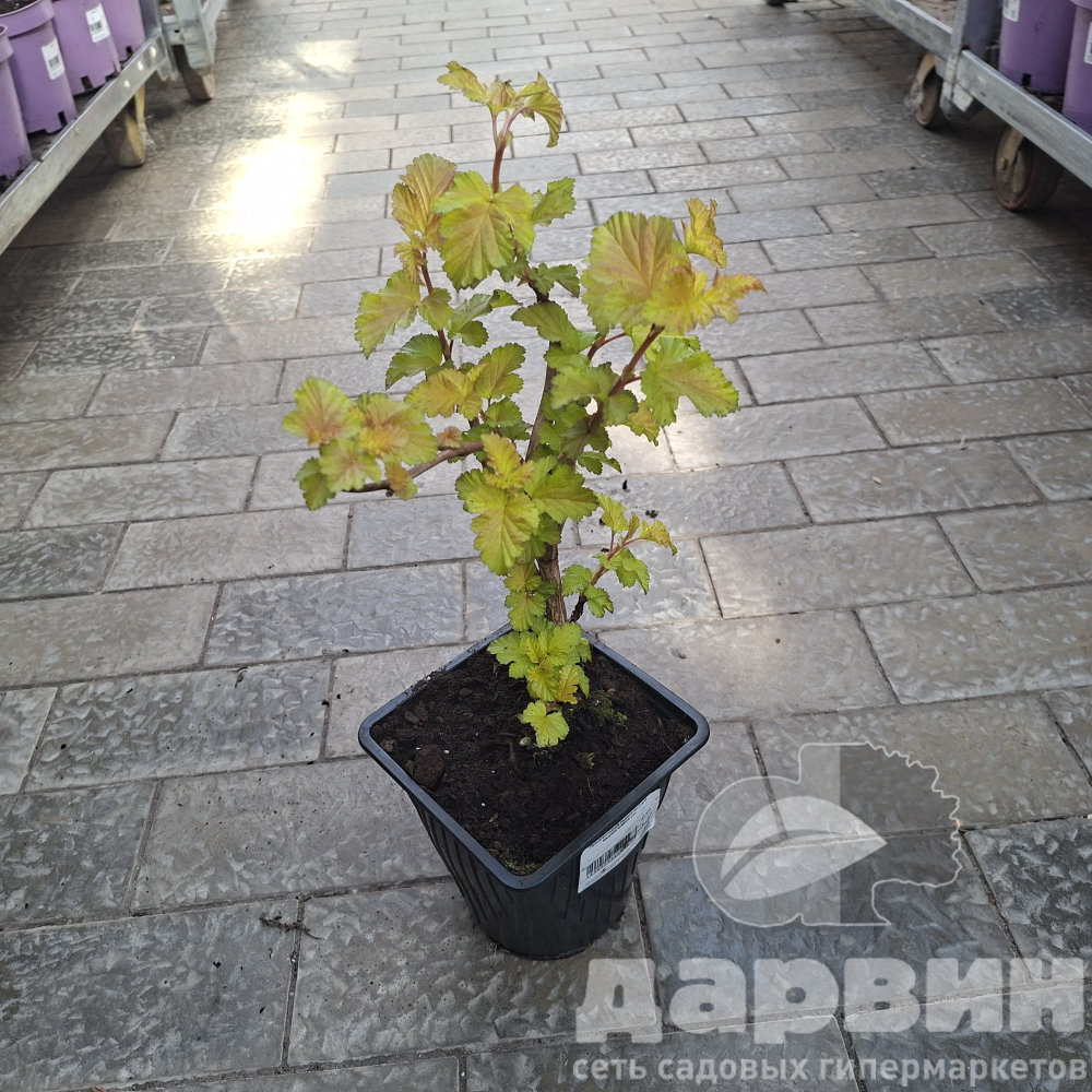 Пузыреплодник калинолистный Меджик Бол v2 Lav 