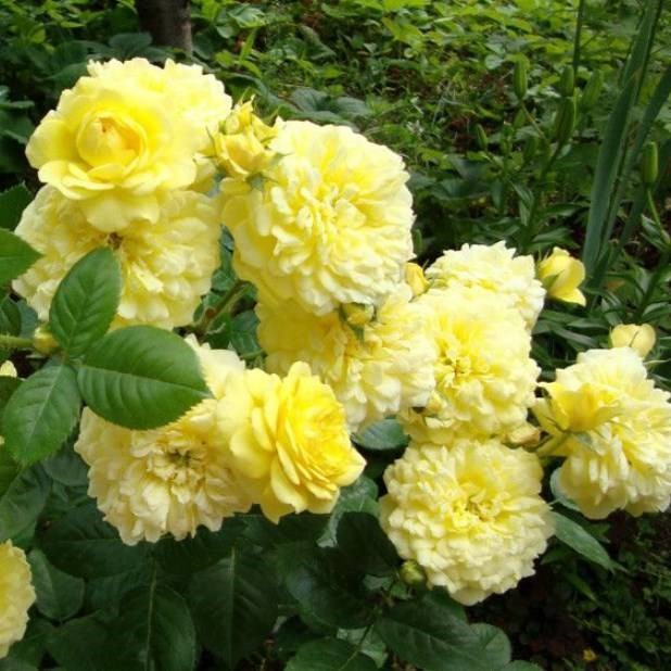 Роза флорибунда Анни Дюперей v5 Lav 