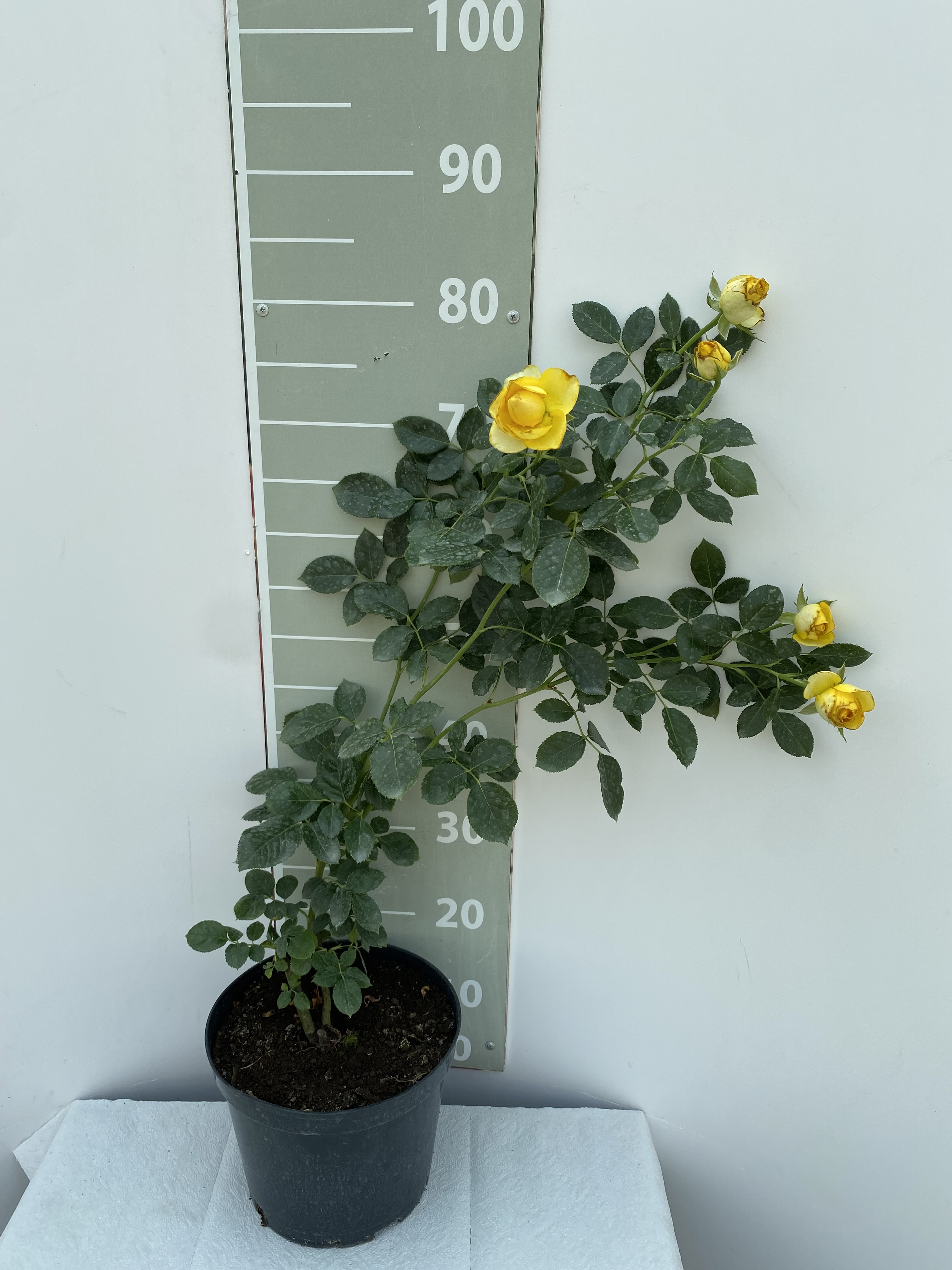 Роза чайно-гибридная Хамер v5 Lav 