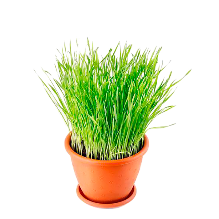 Трава для кошек d9 Tim 