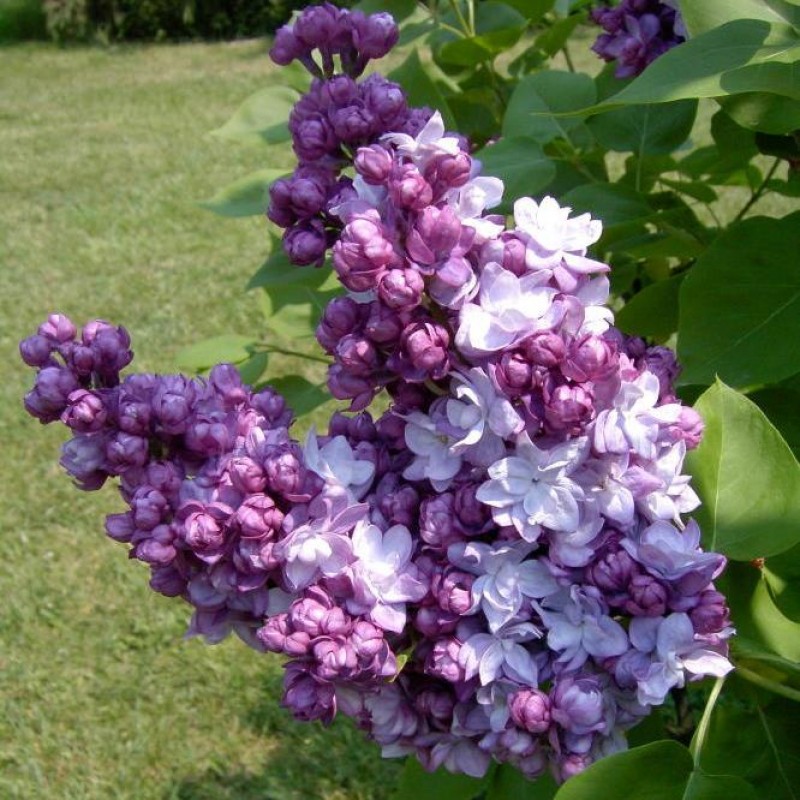 Сирень обыкновенная Тарас Бульба v2 Tim 