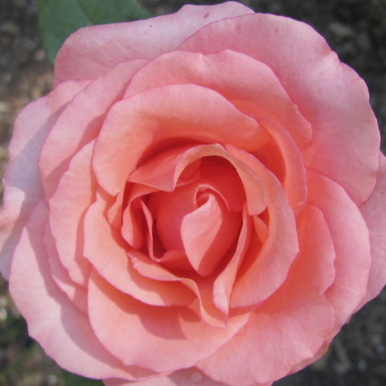 Роза чайно-гибридная Сандра с5, Tim 