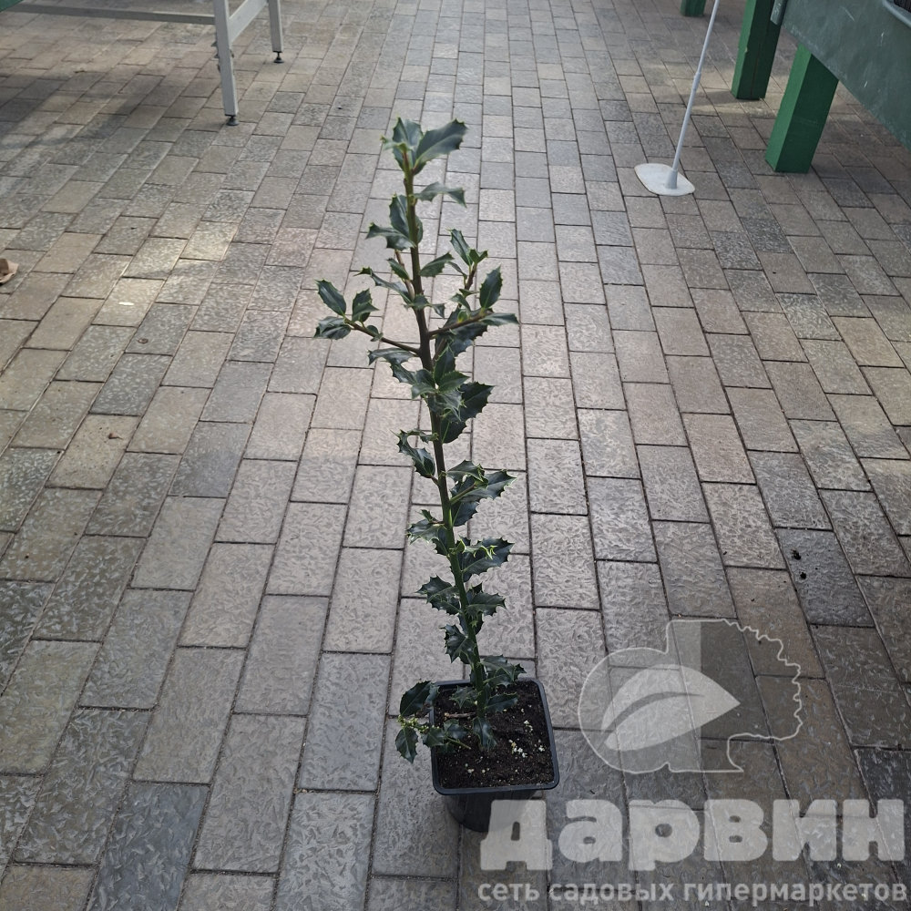 Падуб мезерва Блю Принц v2 Lav 