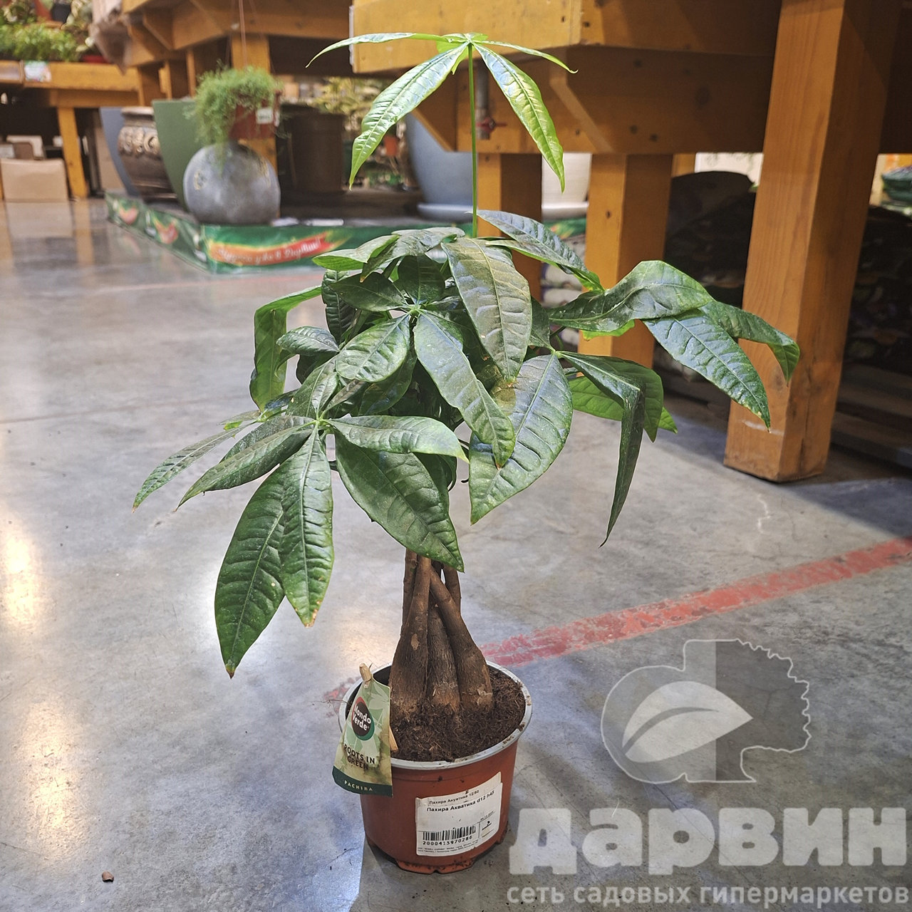 Пахира Акватика d12 h45 