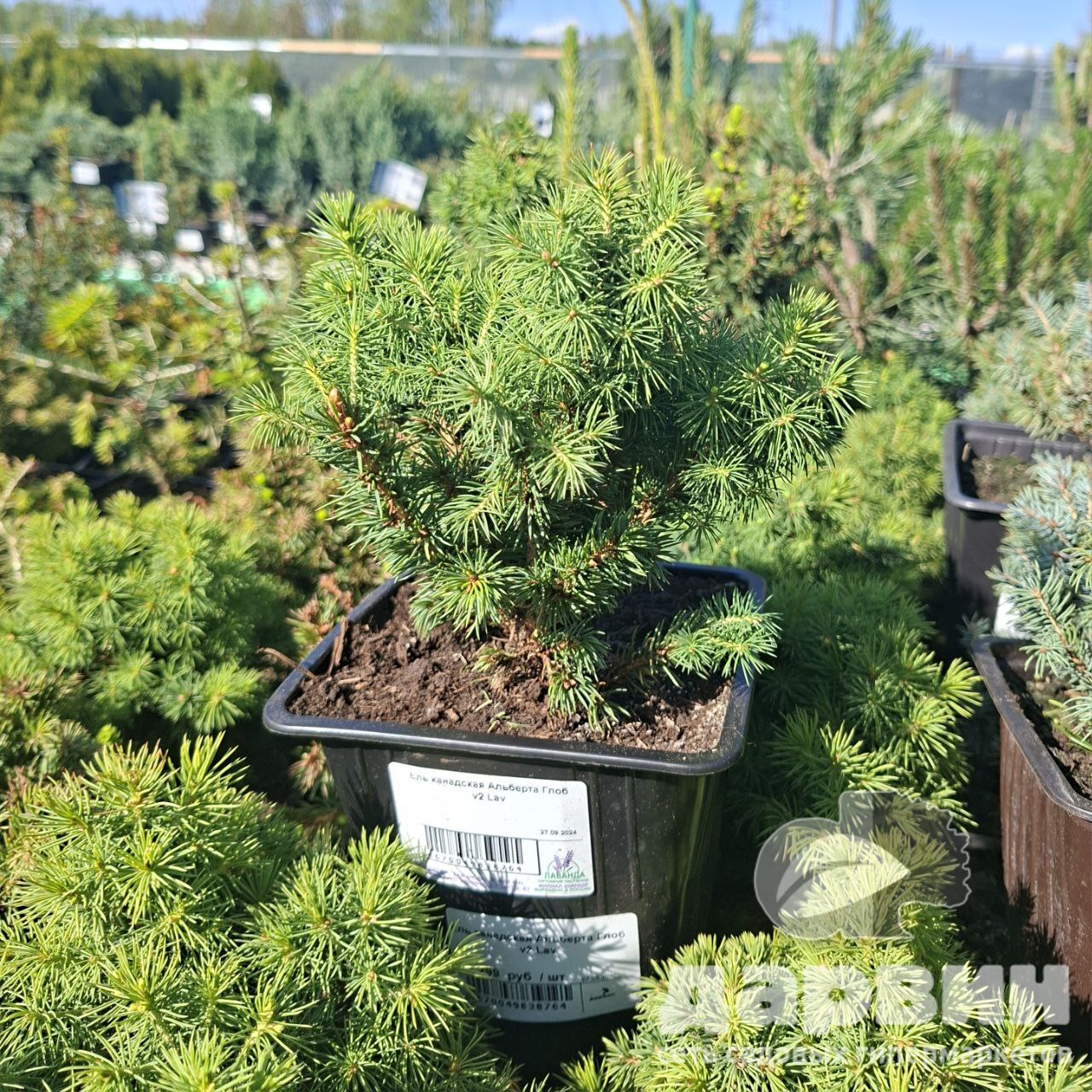 Ель канадская Альберта Глоб v2 Lav 