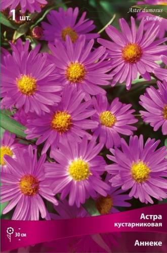 Астра кустарниковая Аннеке I 1шт Поиск 