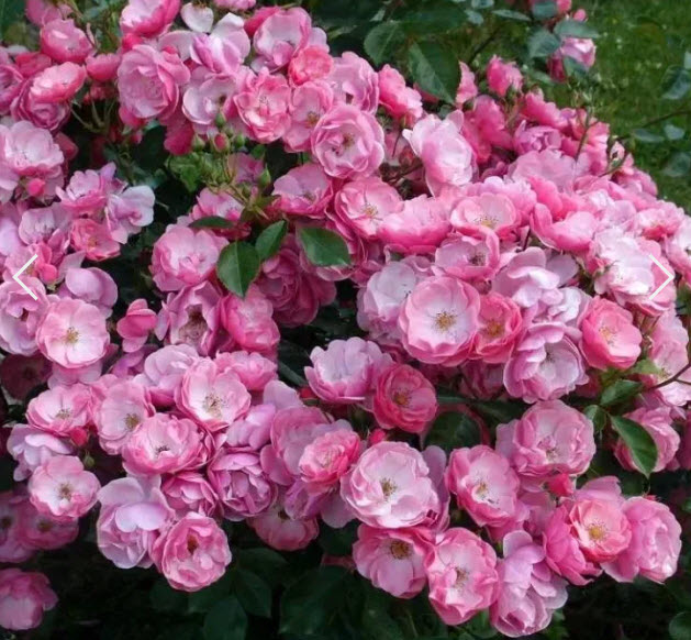 Роза флорибунда Анжела С3,5 ЦО 