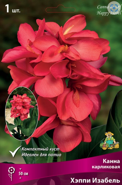 Корневище Канна карликовая Хэппи Изабель 1шт. Поиск 