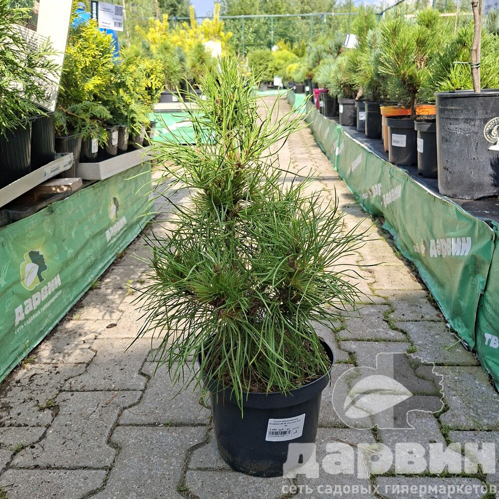 Сосна обыкновенная Ксавери 25-30 cm cont. 4,0L Mt 