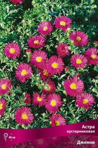Корневище Астра кустарниковая Дженни 1шт Поиск 