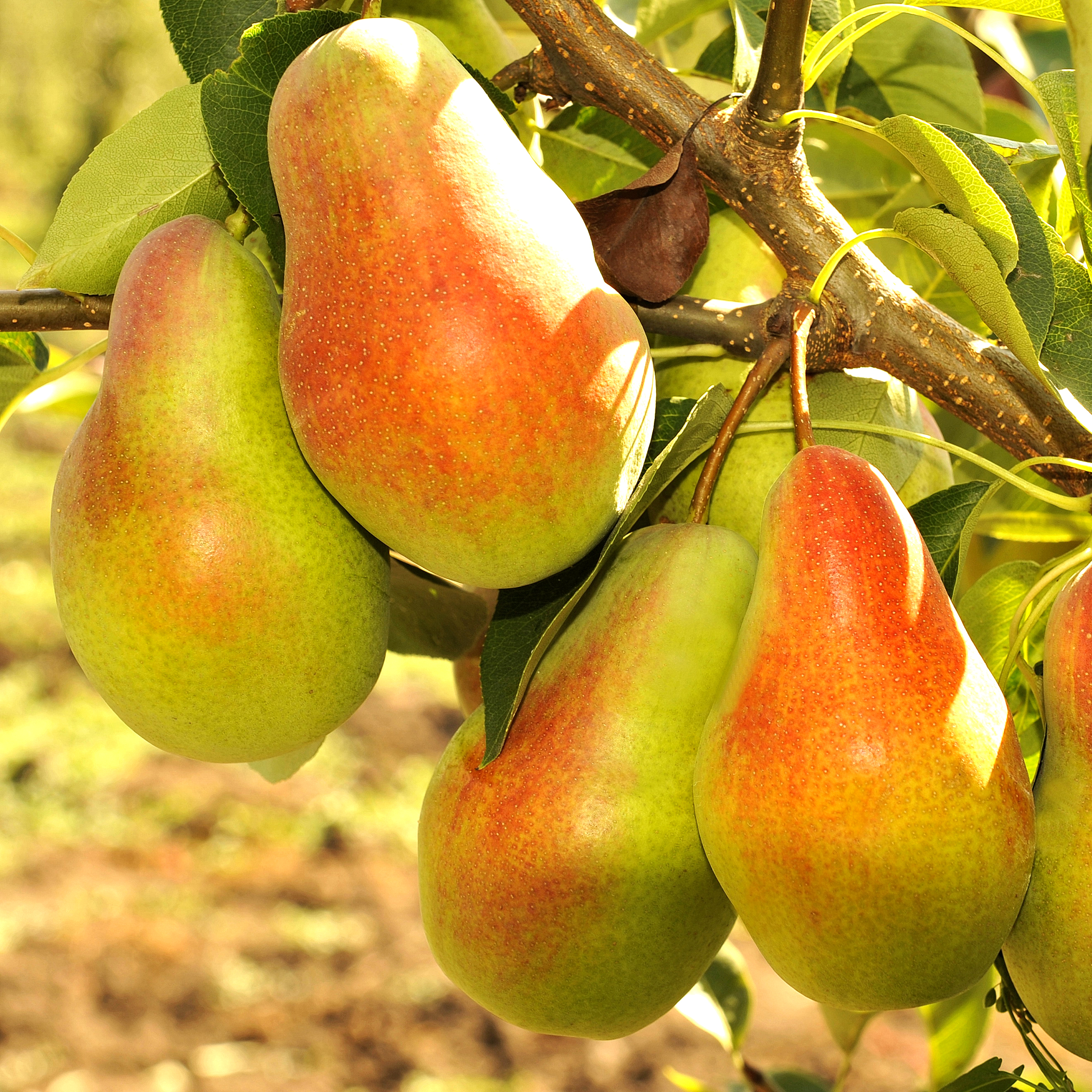 Груша Талгарская красавица v7 100-140 Tim по цене  Груша Талгарская красавица v7 100-140 Tim